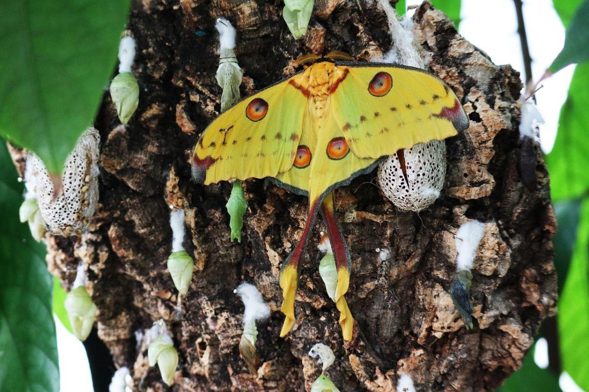 comet moth is one of the animals from madagascar