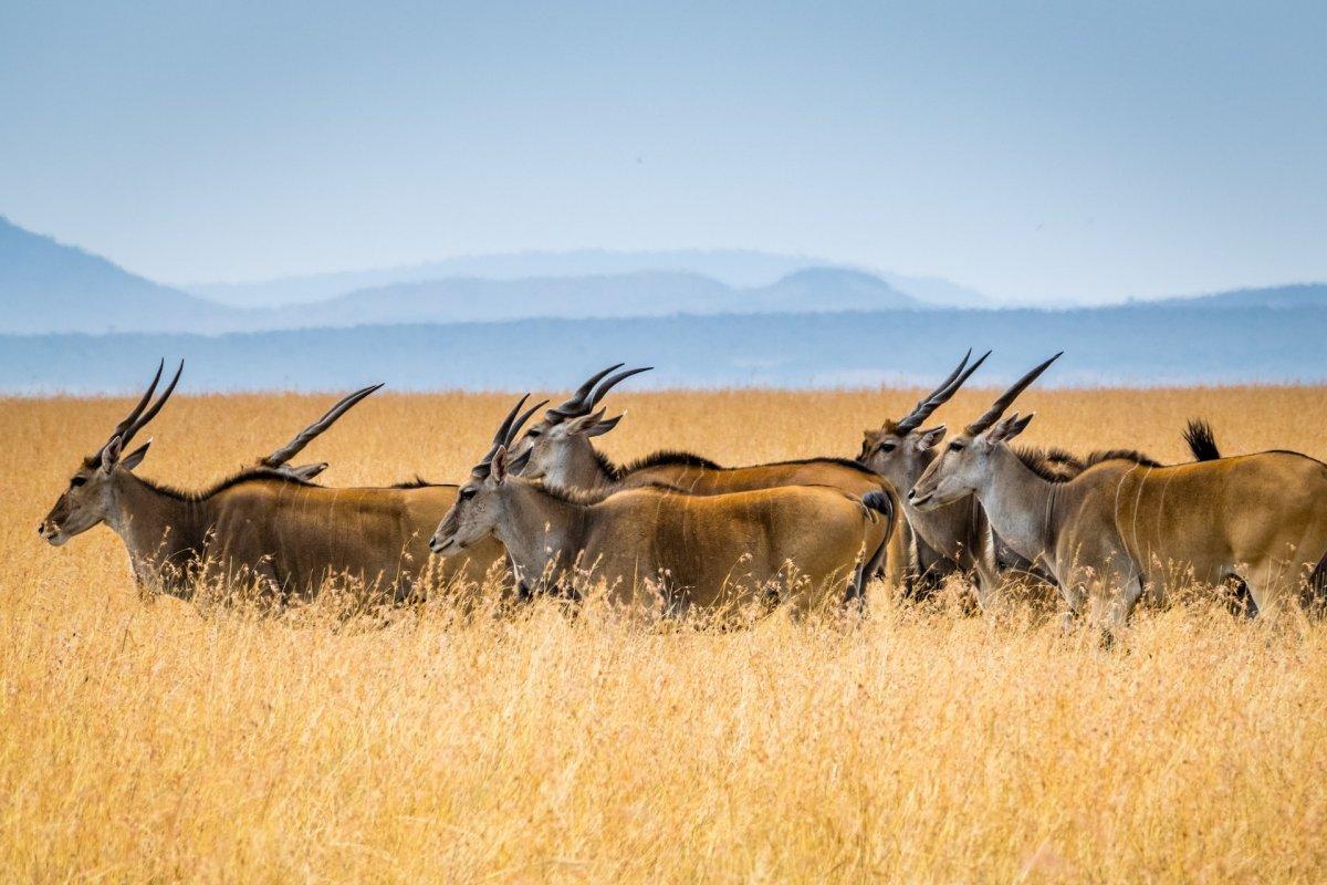 common eland is among kenya wildlife animals