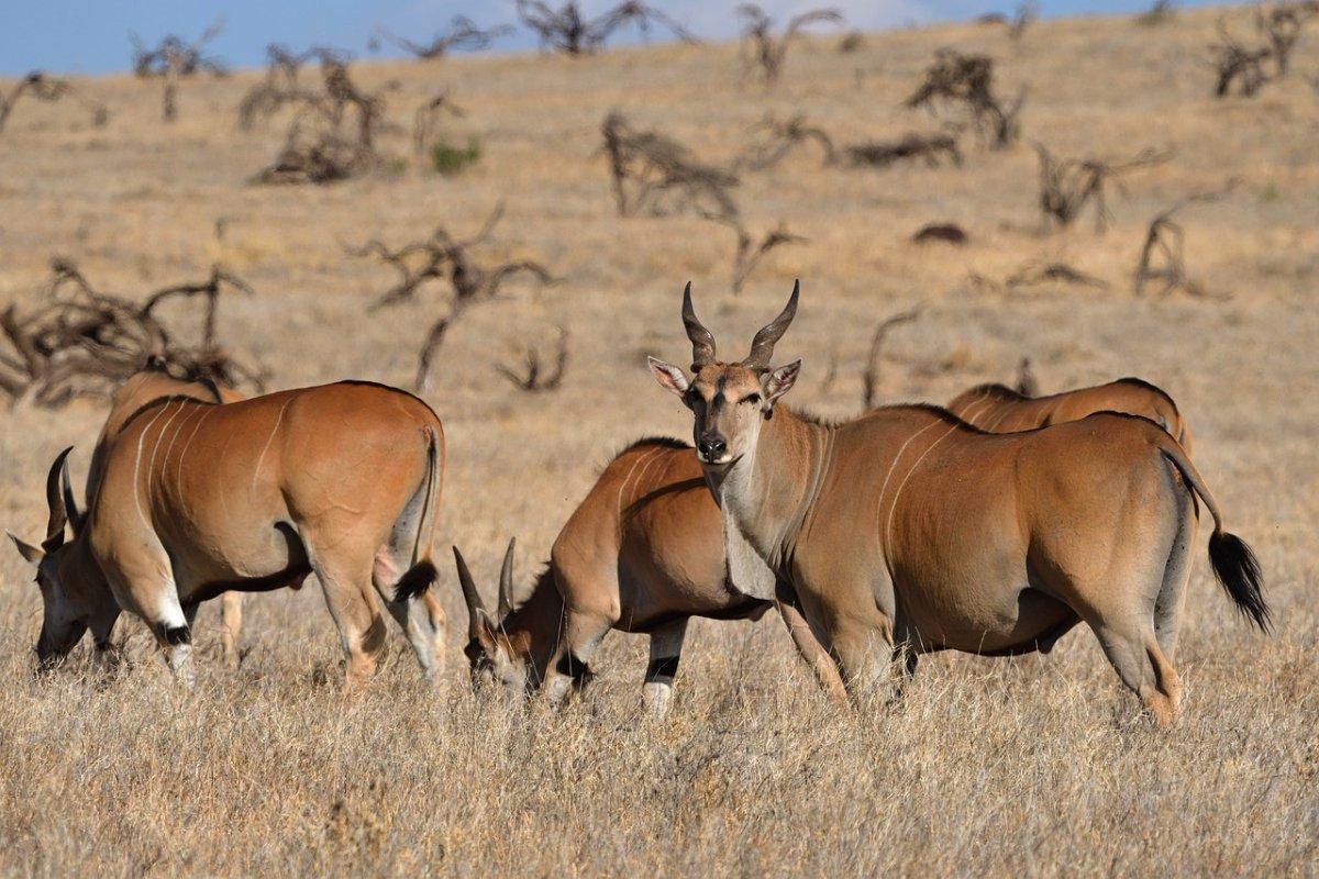 common eland is an animal namibia has on its land