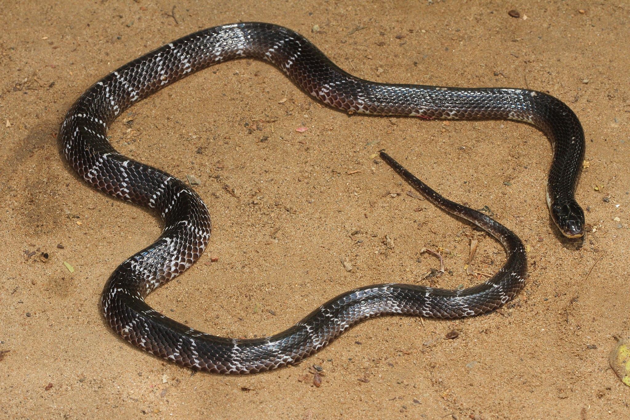 common krait is part of the indian animals list