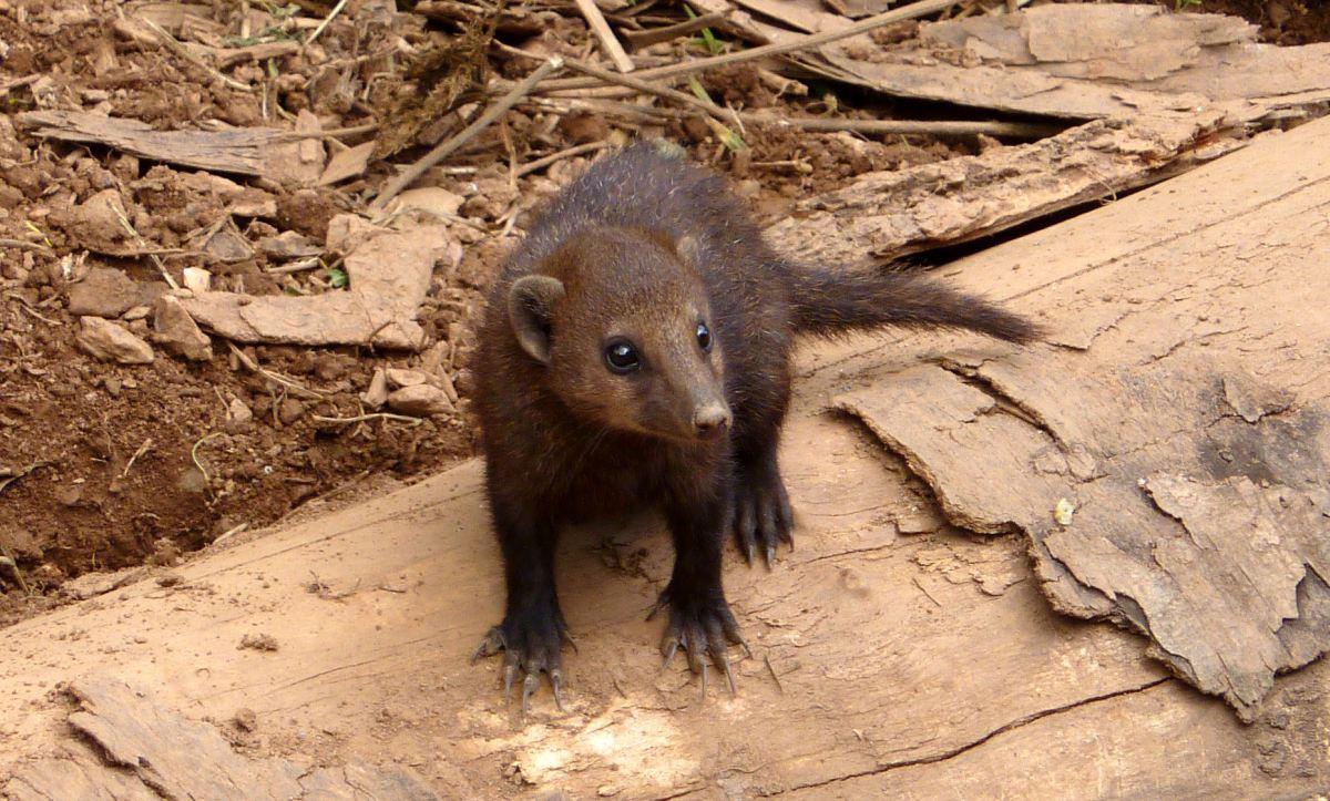 common kusimanse is one of the animals of liberia