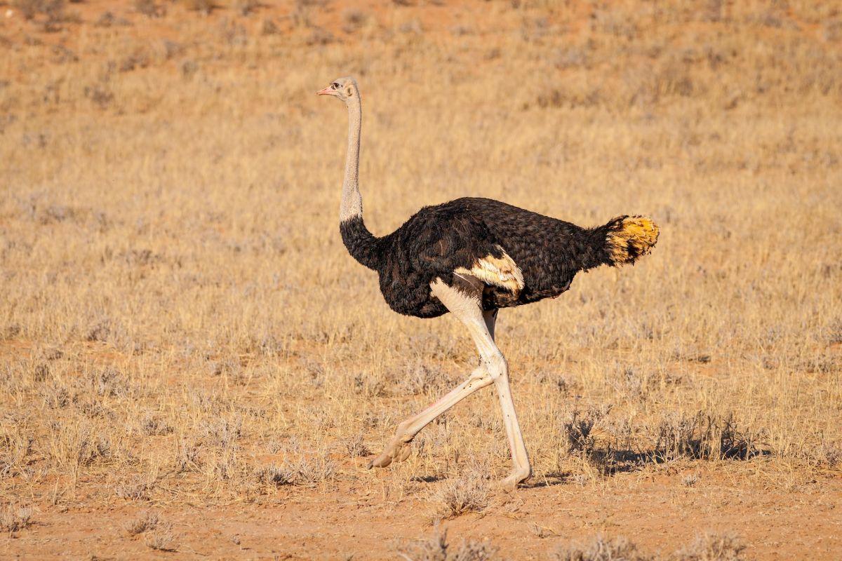 common ostrich is part of the south african wildlife
