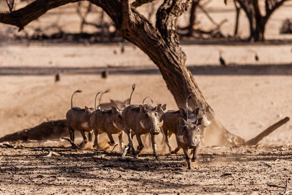 common warthog is part of the namibia wildlife