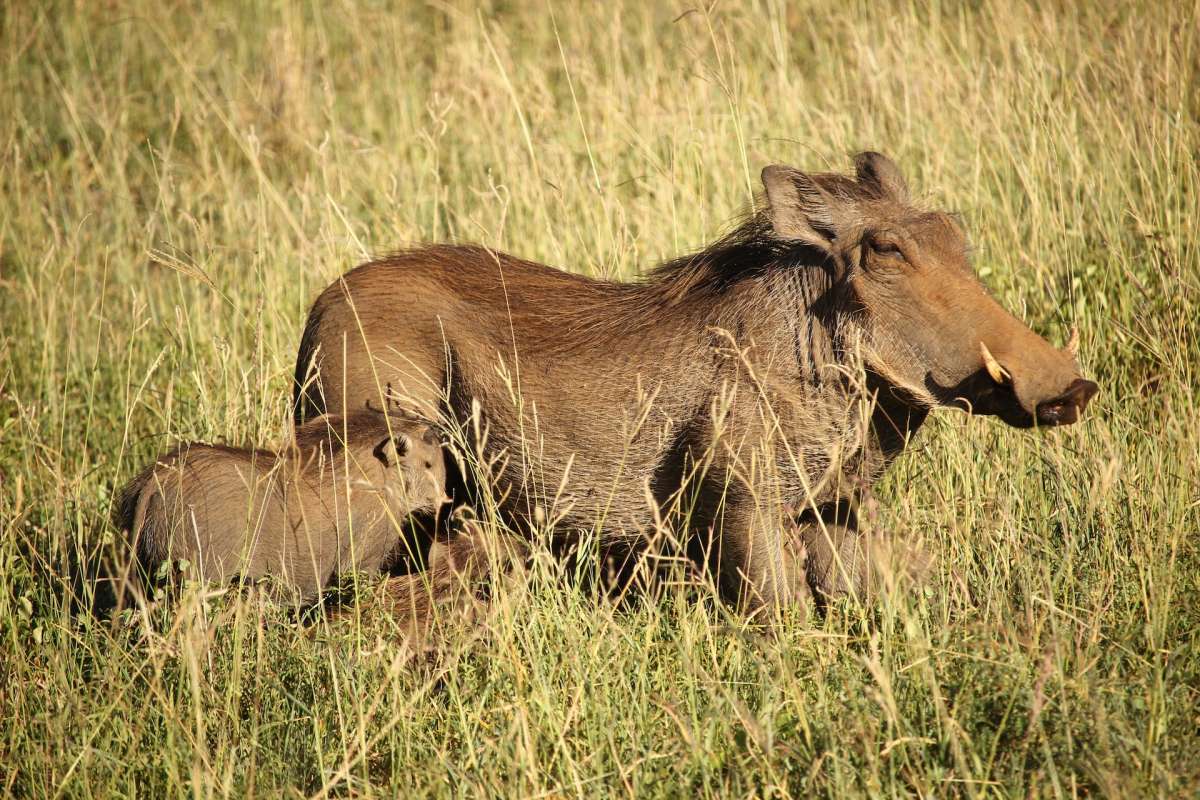 common warthog