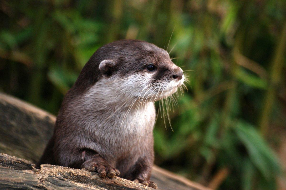 congo clawless otter