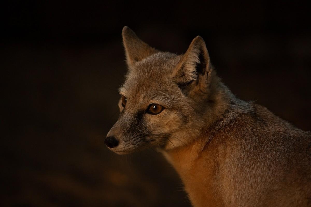 corsac fox