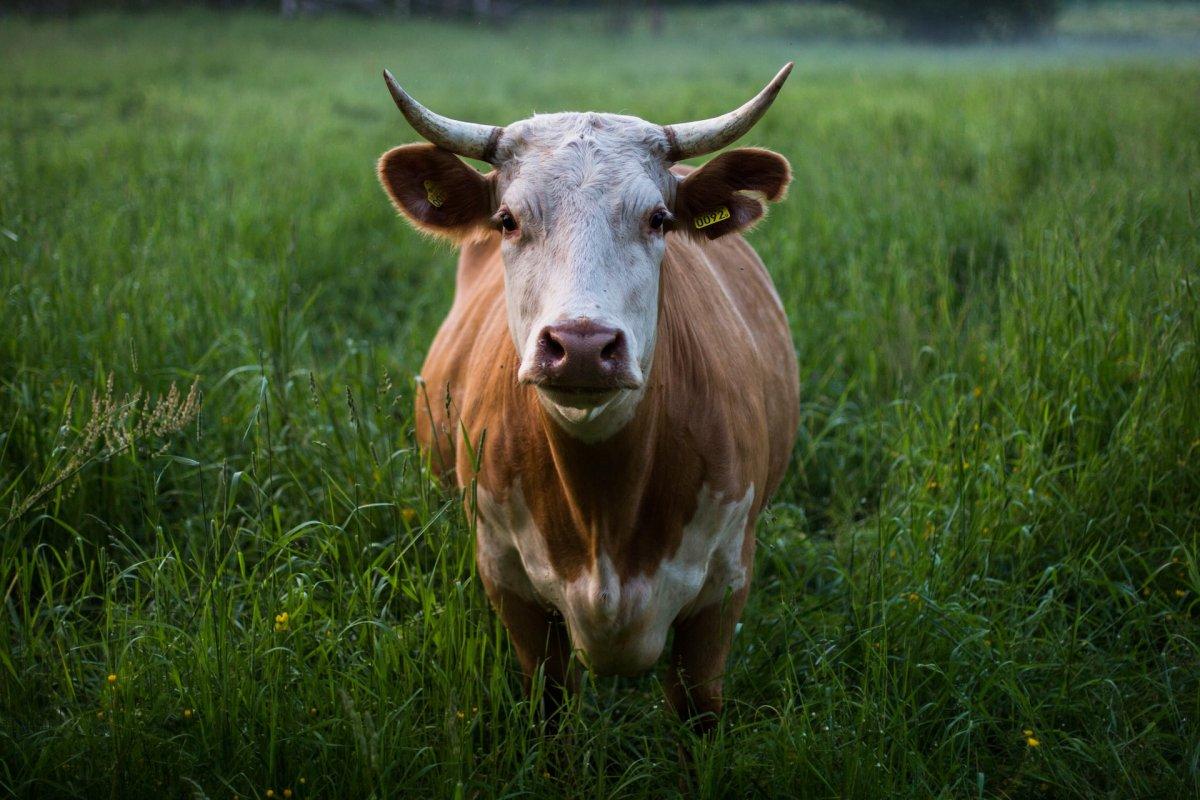 cow is the national animal of nepal