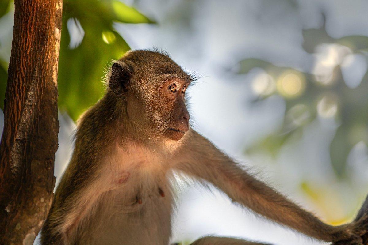 crab eating macaque