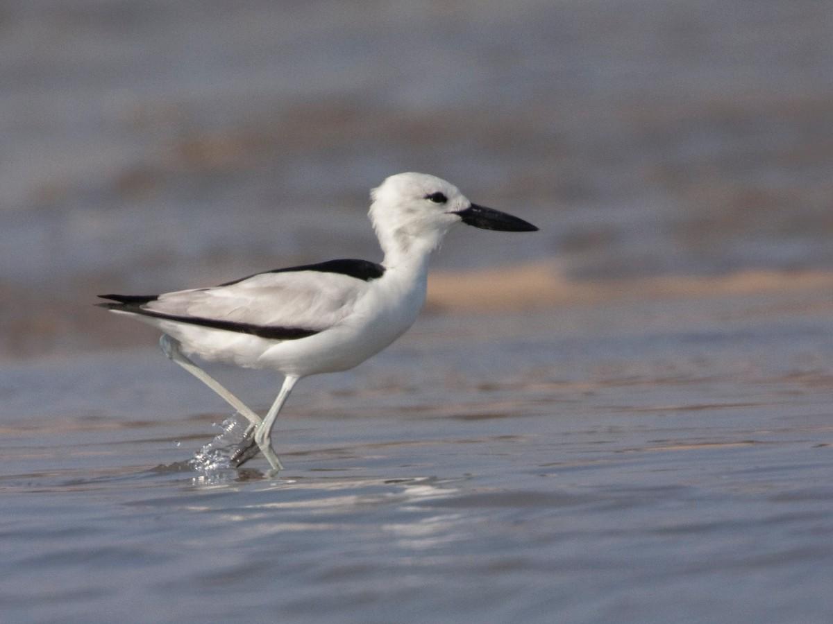 crab plover