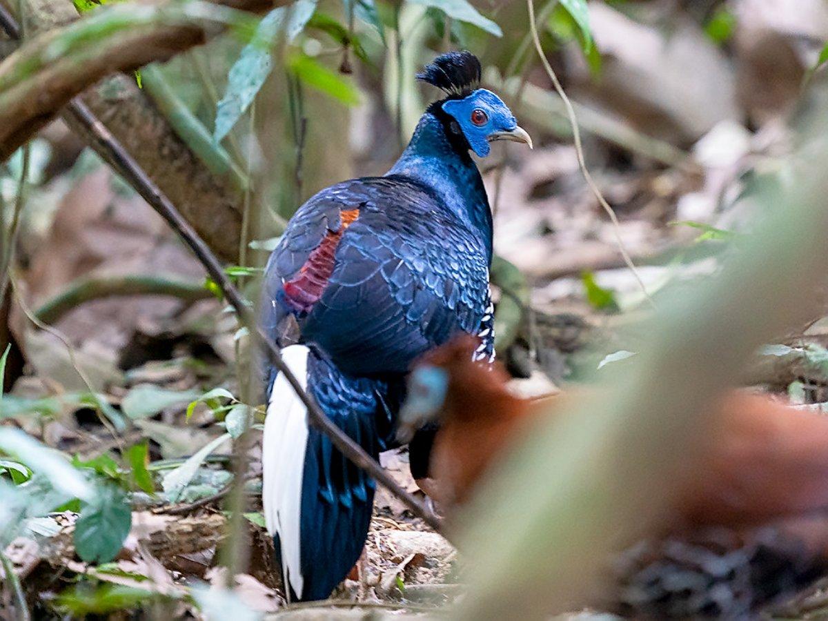 crested fireback