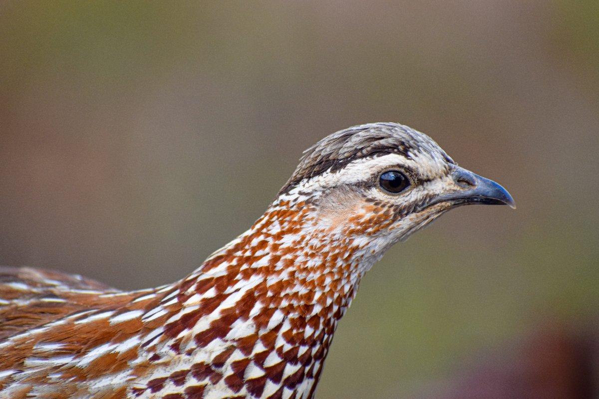 crested francolin