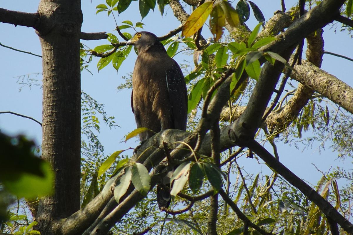 crested serpent eagle