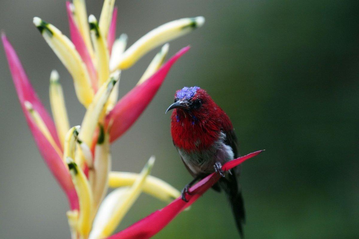 crimson sunbird is among the native animals of singapore