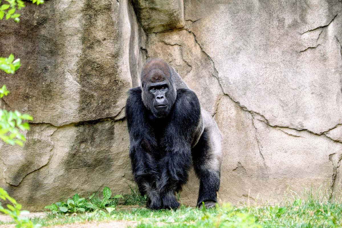 cross river gorilla is one of the cameroon rainforest animals