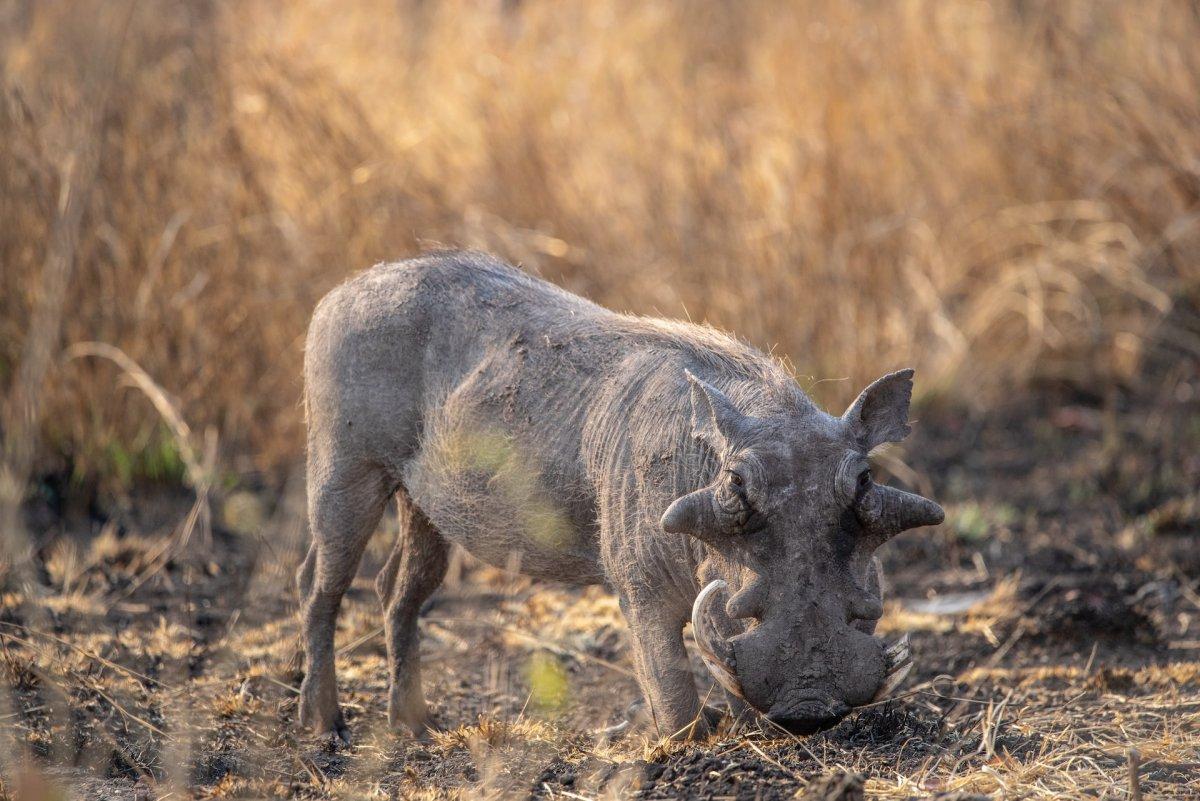 desert warthog