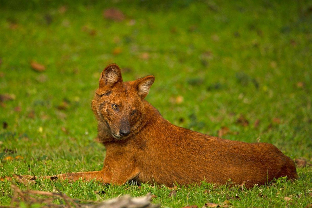 dhole is among the endangered animals species of bangladesh