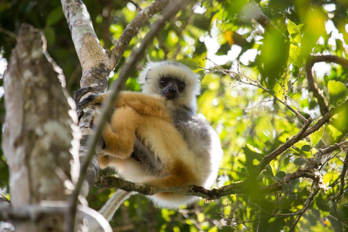 diademed sifaka is part of the madagascar wildlife