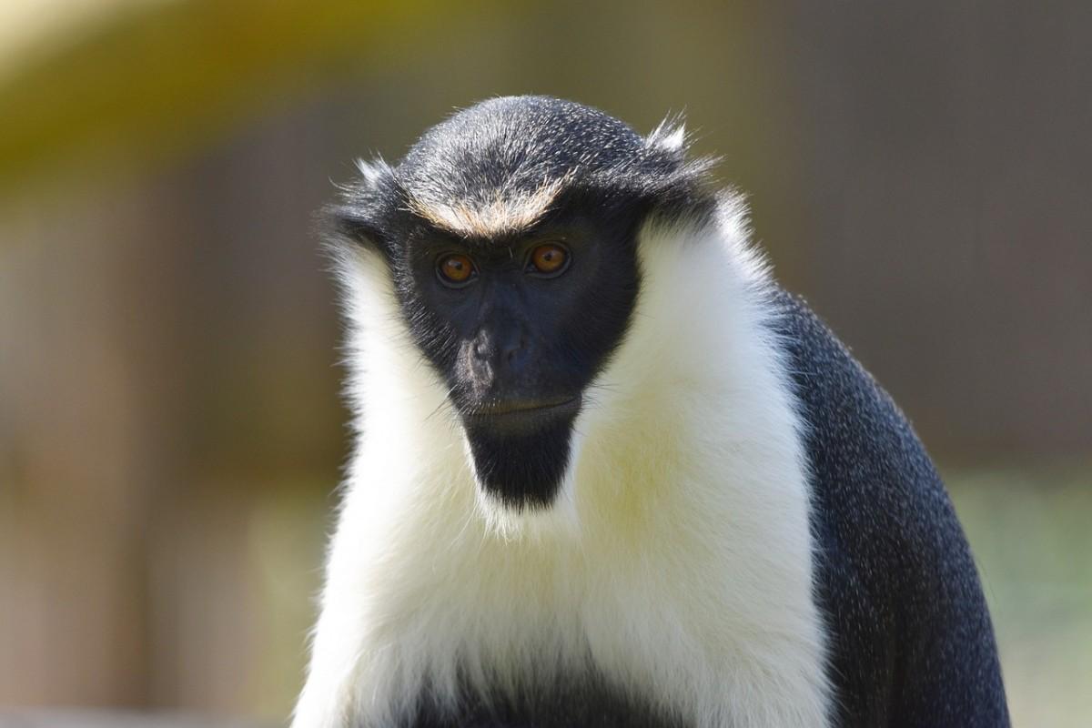 diana monkey is a guinea animal