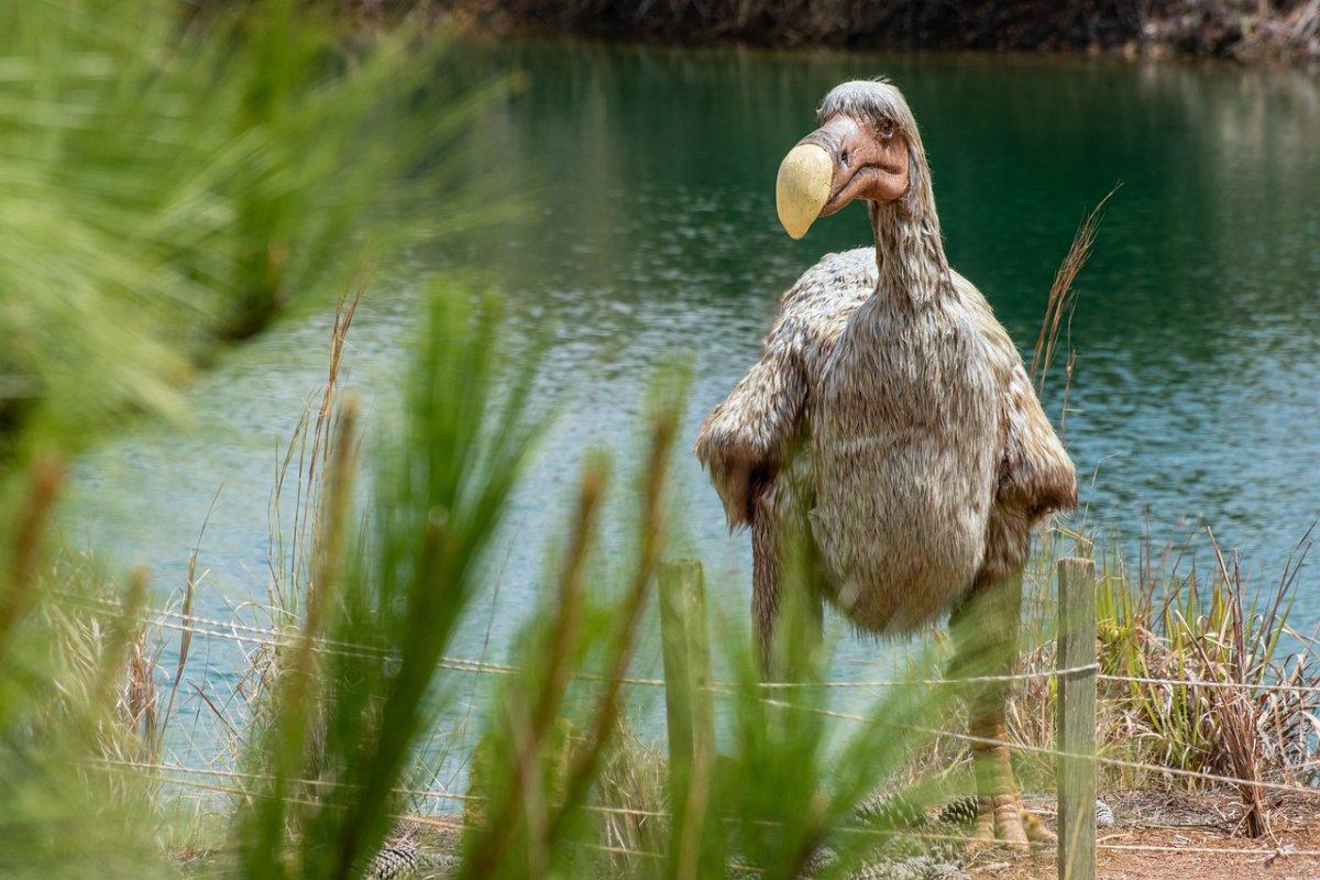 dodo is one of the extinct animals of mauritius