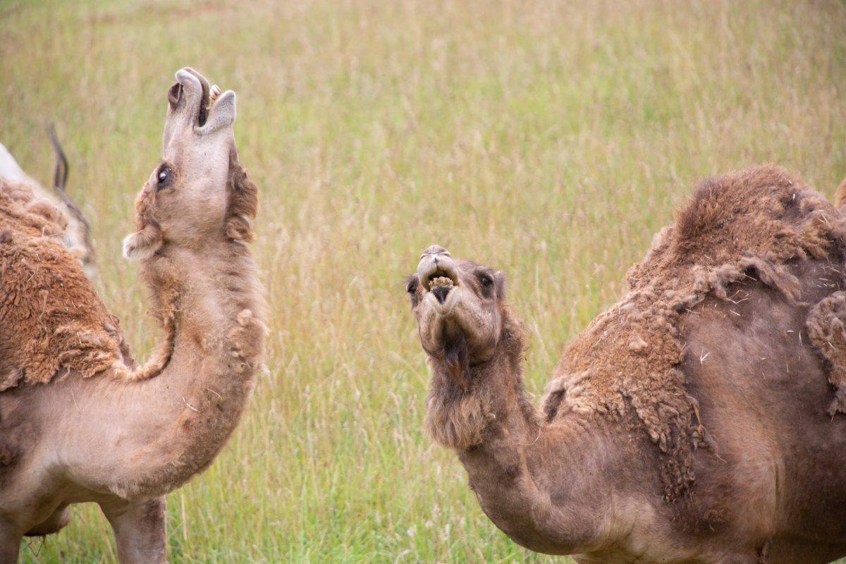 dromedary is djibouti national animal