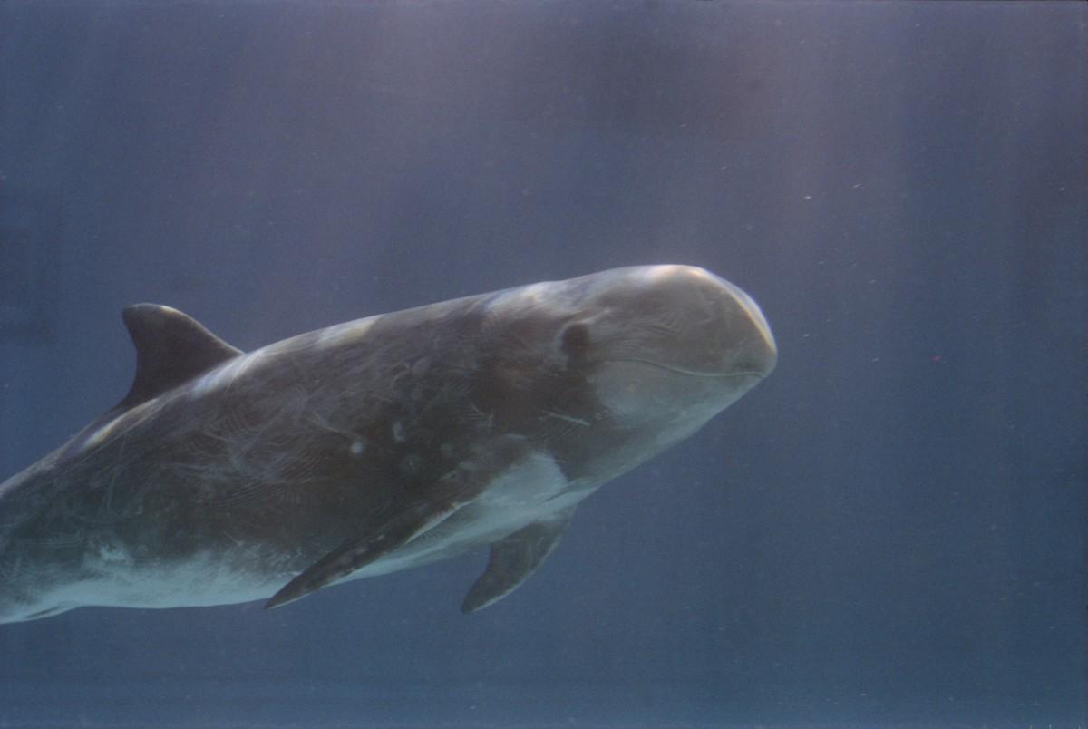 dwarf sperm whale is one of the animals that live in south korea