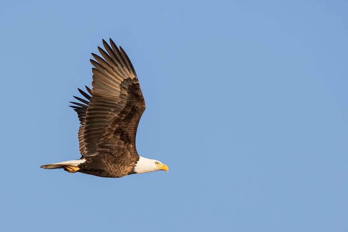 eagle is nigeria national animal