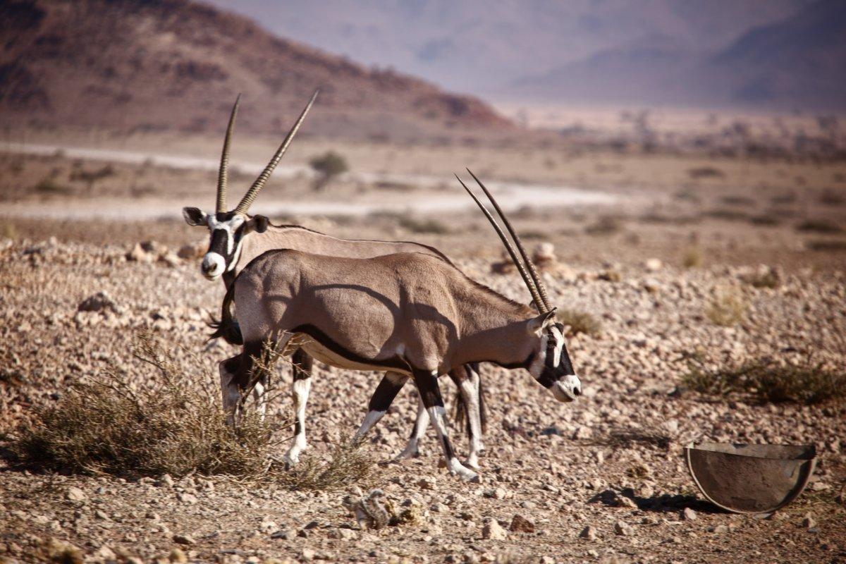 east african oryx is part of the wildlife in uganda