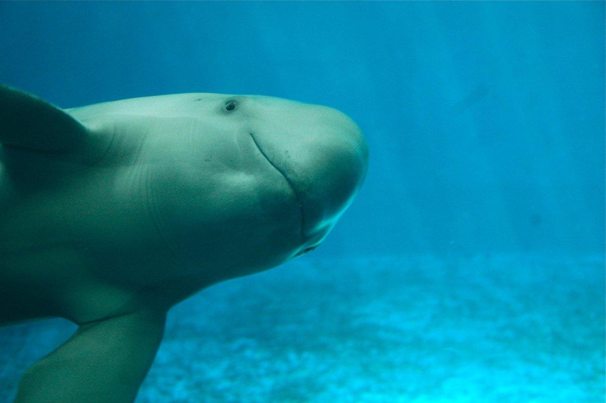 east asian finless porpoise