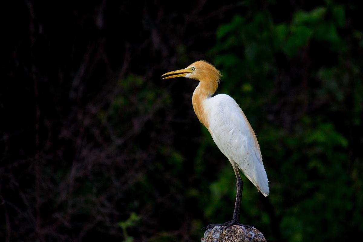 eastern cattle egret is part of the wildlife of botswana