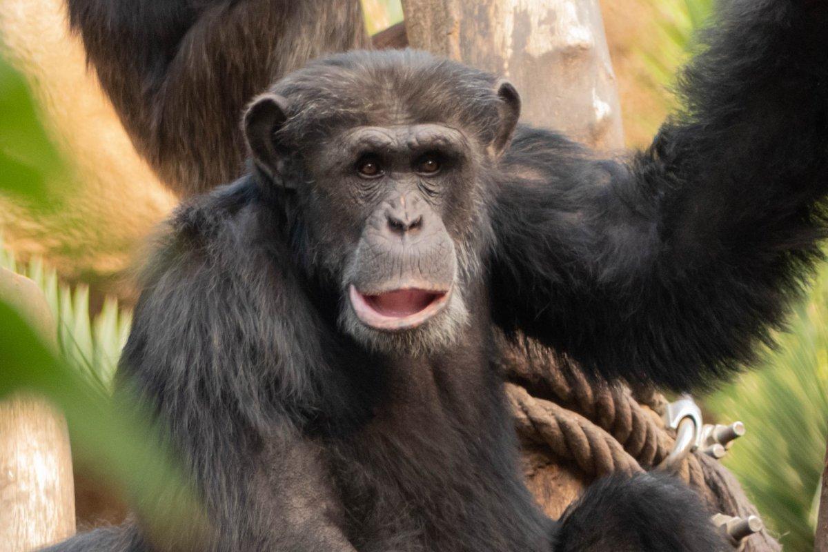 eastern chimpanzee is one of the animals that live in tanzania