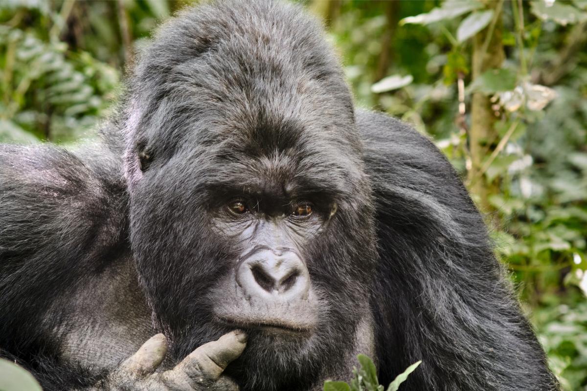 eastern gorilla is among the endangered animals in rwanda