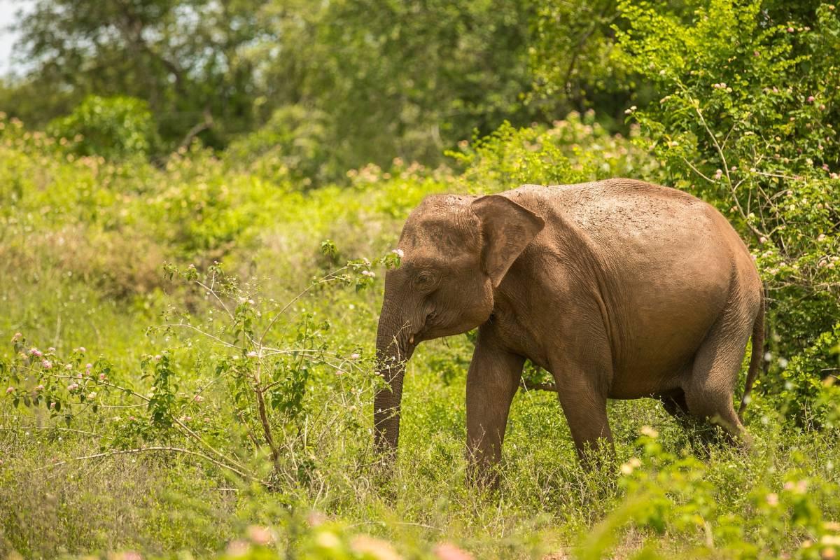 Elephant is the national animal in Sri Lanka