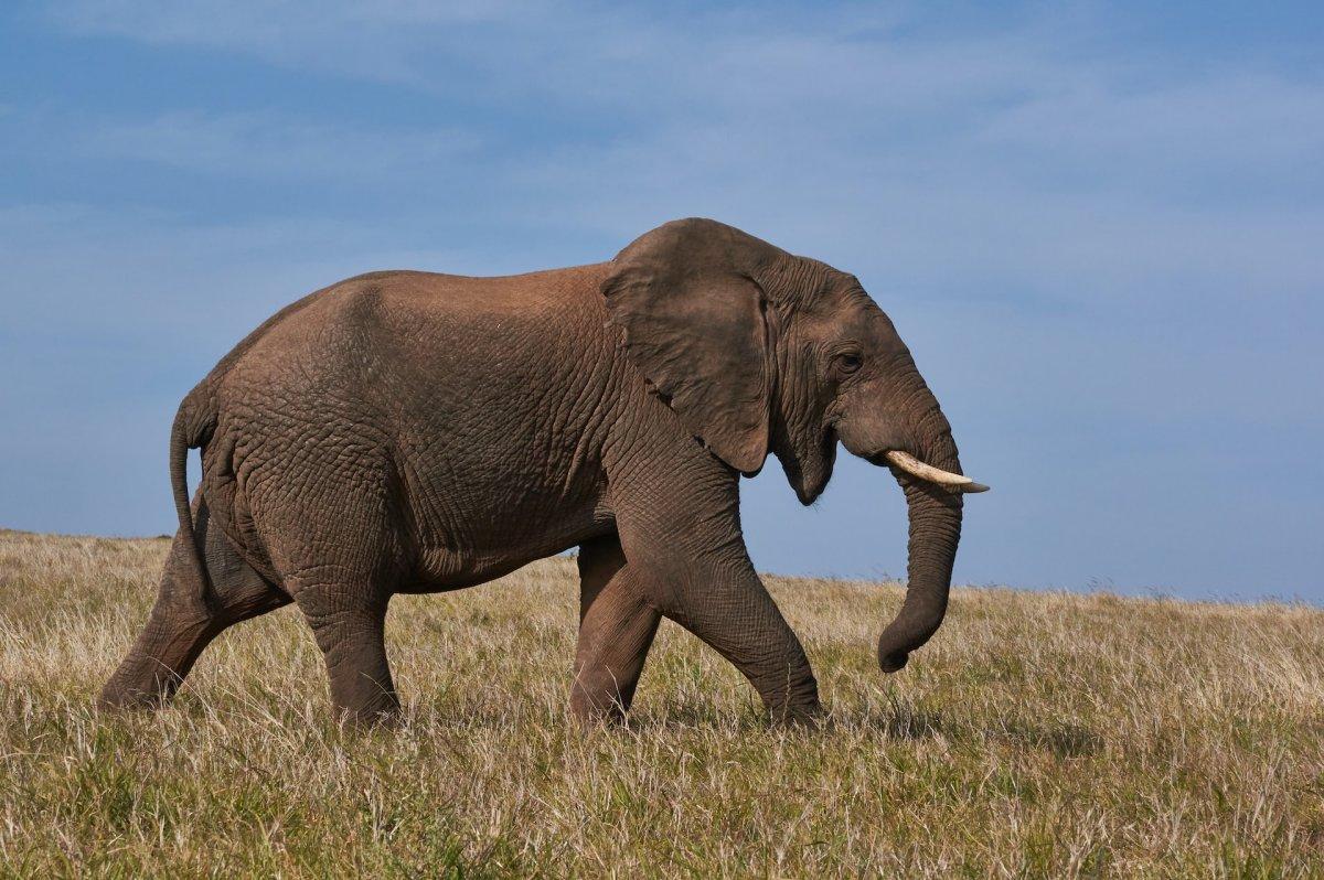 elephant is the national animal of central africa