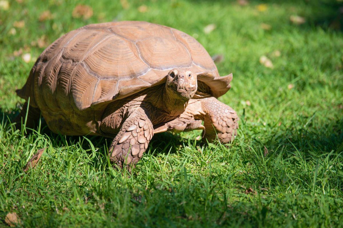 elongated tortoise is an animal nepal has on its land