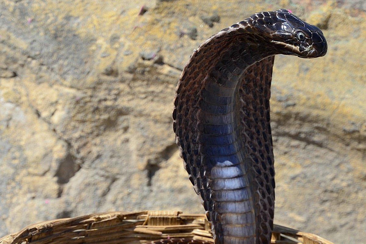 equatorial spitting cobra is one of the native singapore animals