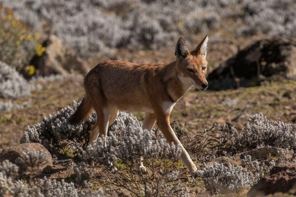 ethiopian wolf is among the endemic animals of ethiopia