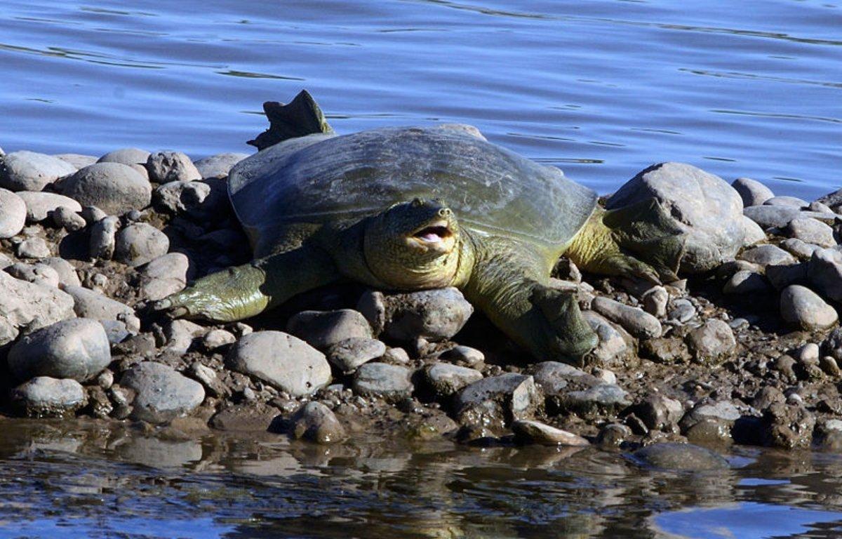 euphrates softshell turtle is one of the animals from turkey