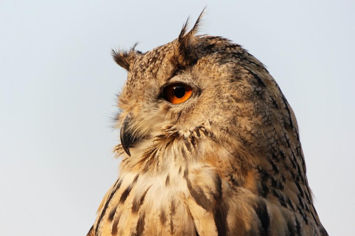 eurasian eagle-owl is part of the kazakhstan wildlife