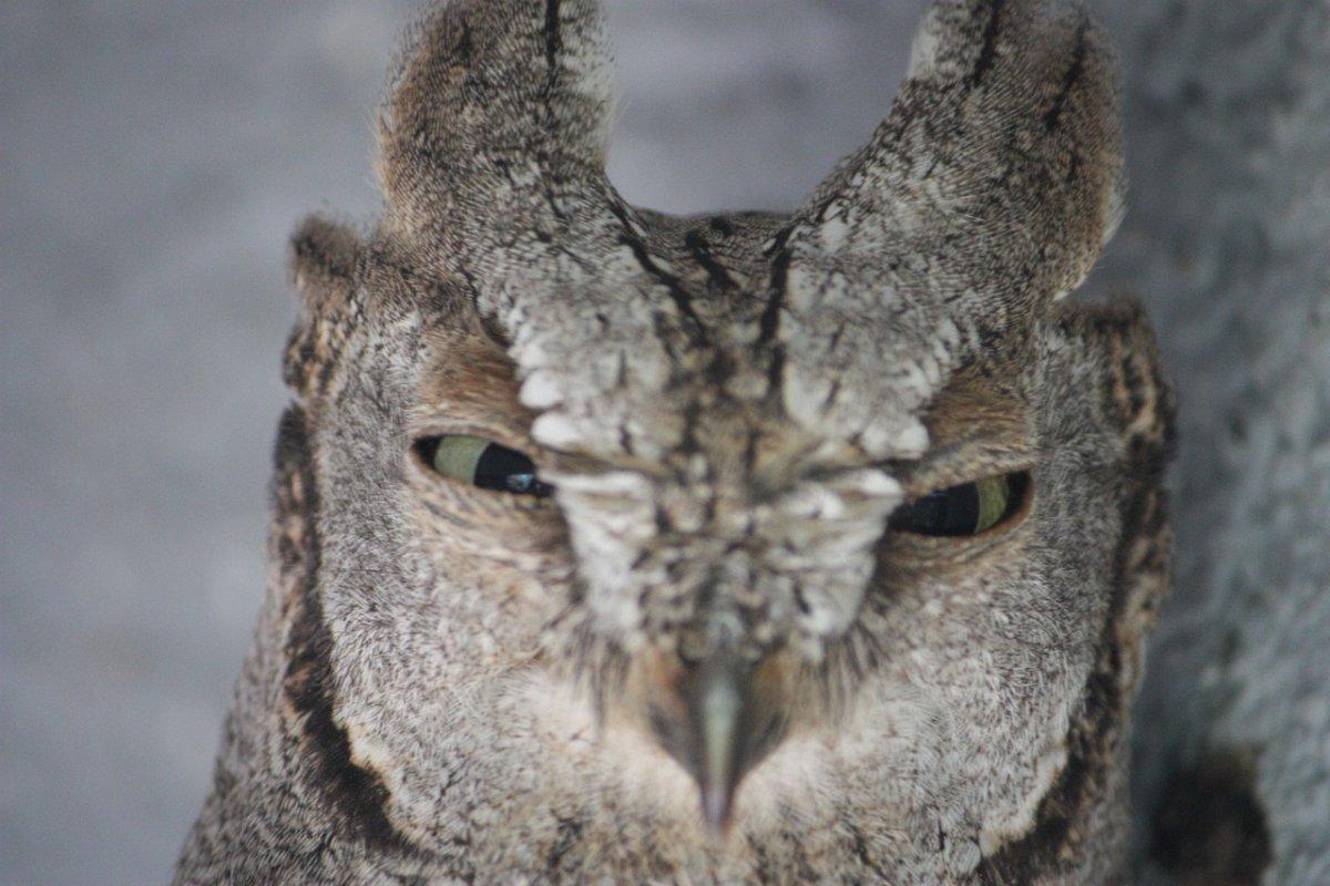 eurasian scops owl is one of the animals in uzbekistan