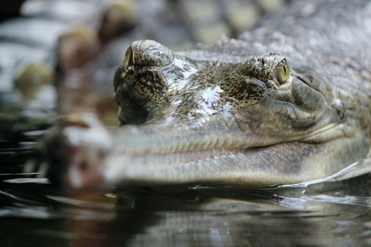 false gharial is part of the malaysia wildlife