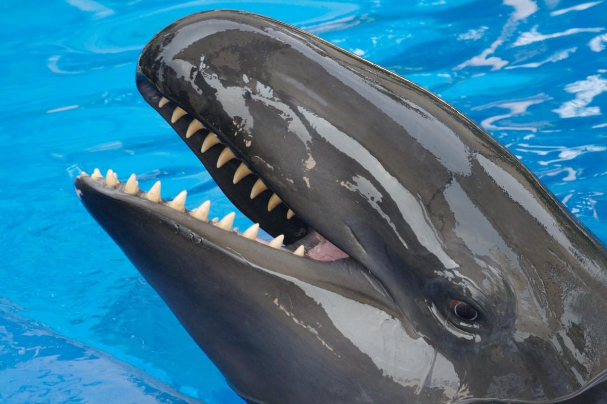false killer whale is part of the republic of the congo wildlife