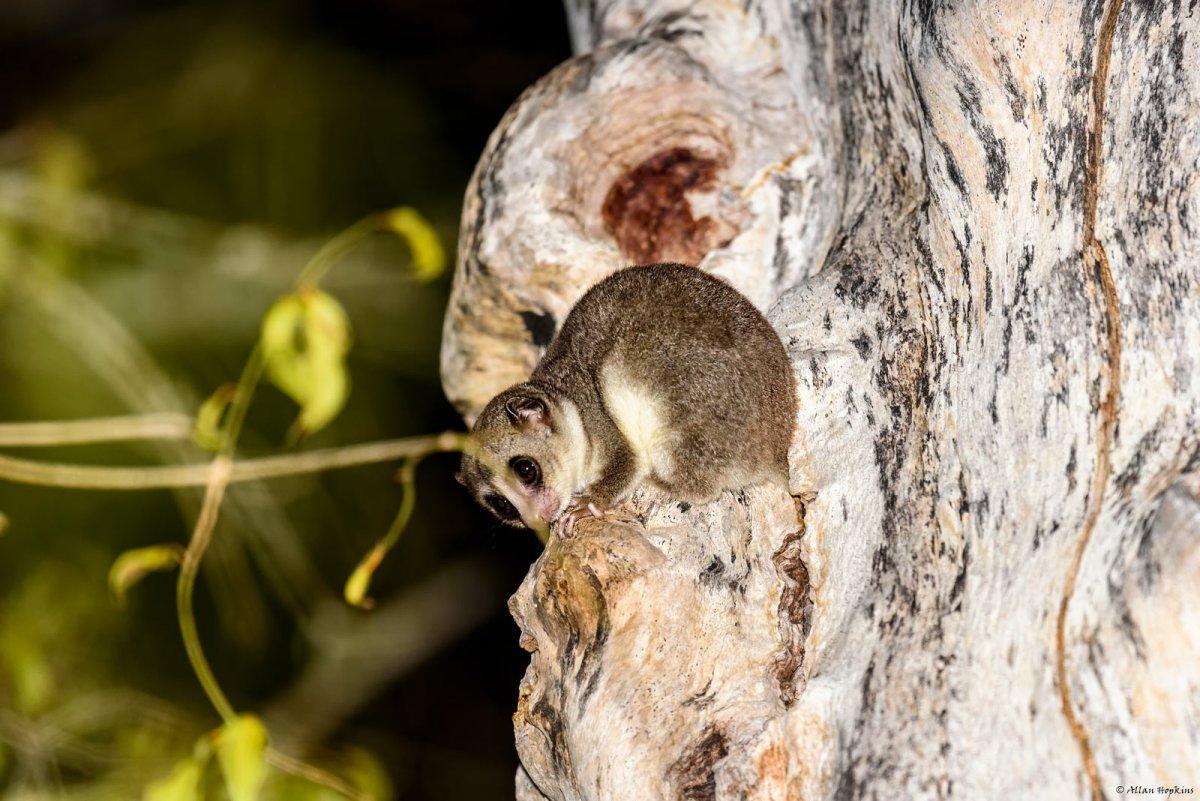 fat-tailed dwarf lemur is among the animals native to madagascar