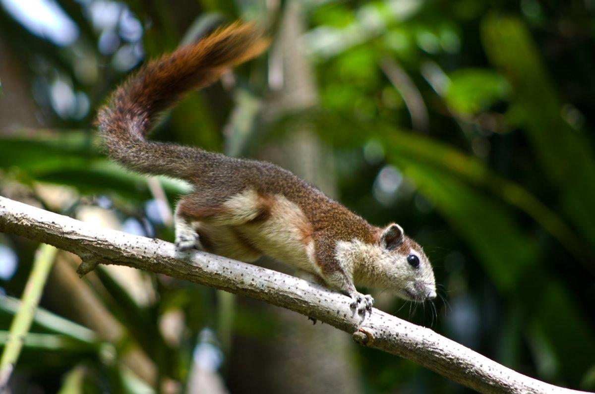 finlayson's squirrel is part of the singapore wildlife
