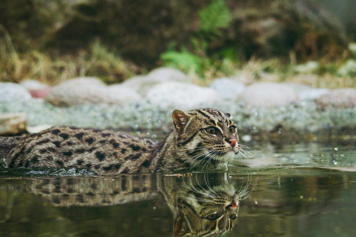 fishing cat is part of the bangladesh animals list