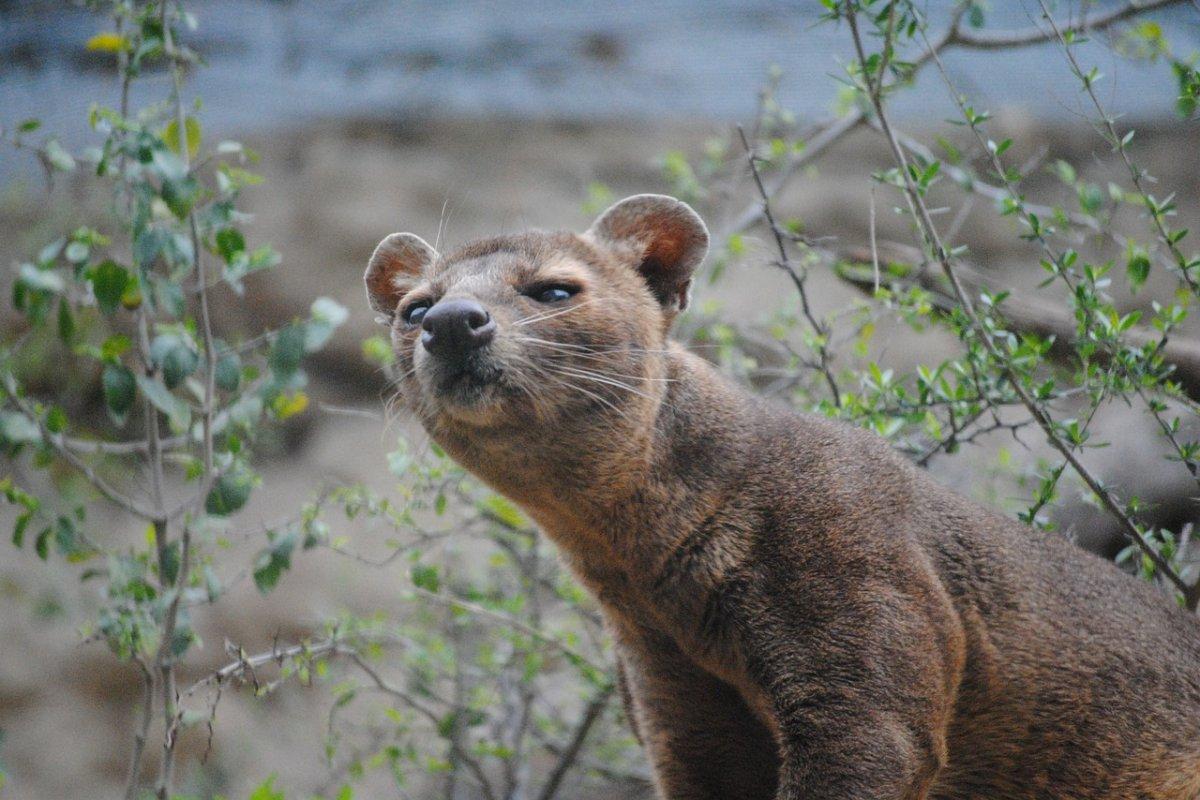 fossa is among the animals that live in madagascar
