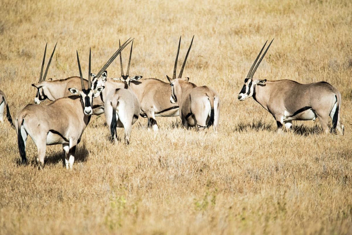 fringe-eared oryx is part of the wildlife in kenya