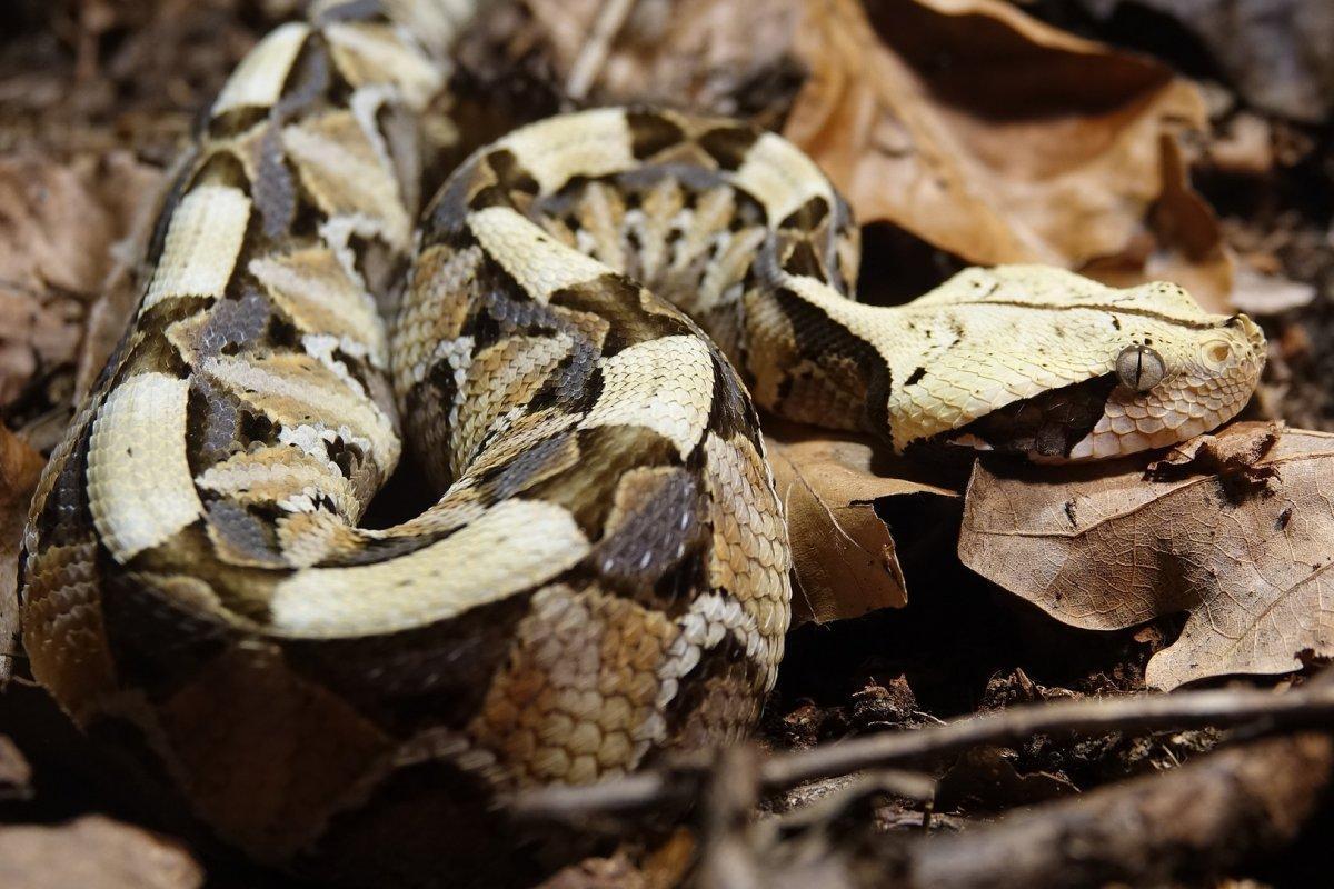 gaboon viper is a gabon animal