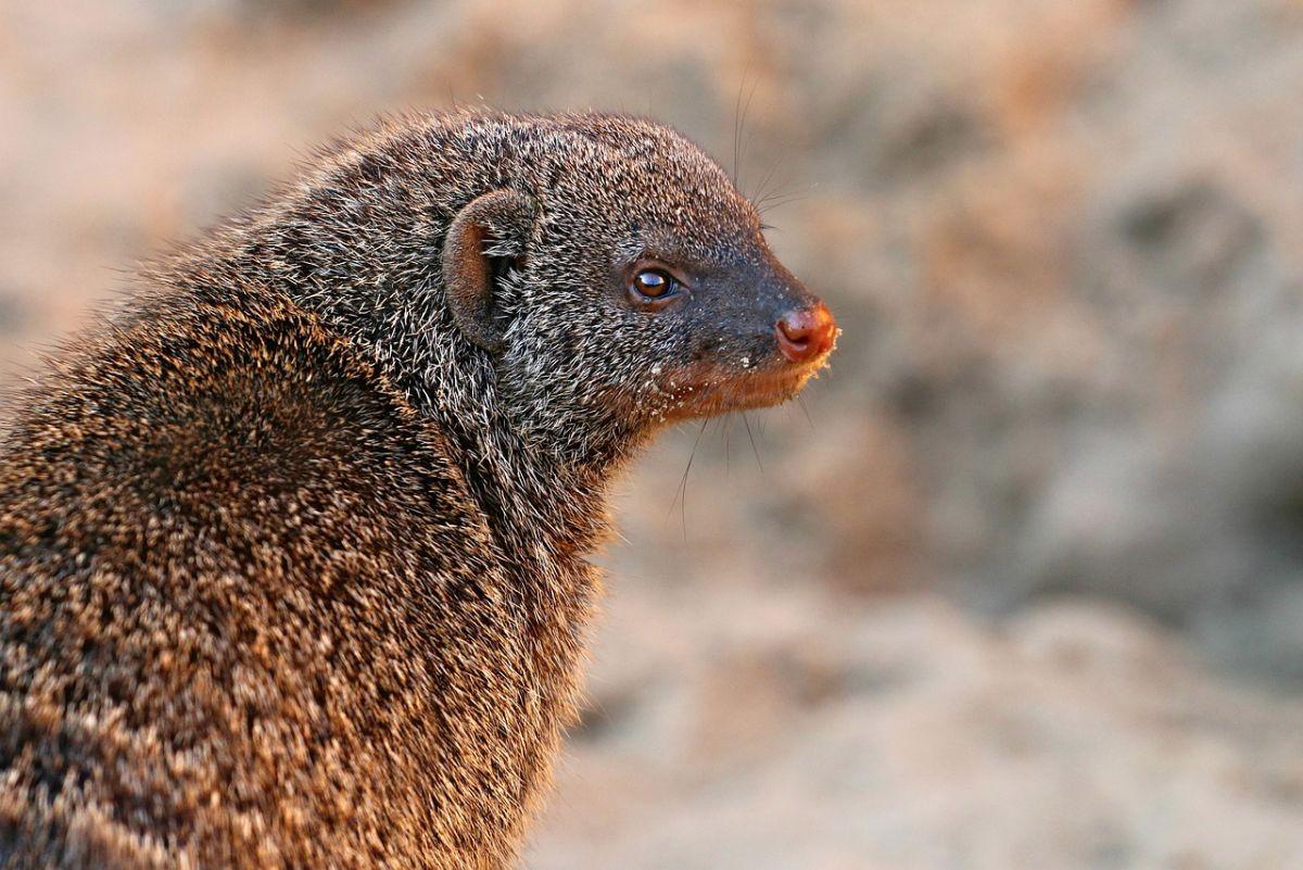 gambian mongoose is in the list of animals in gambia