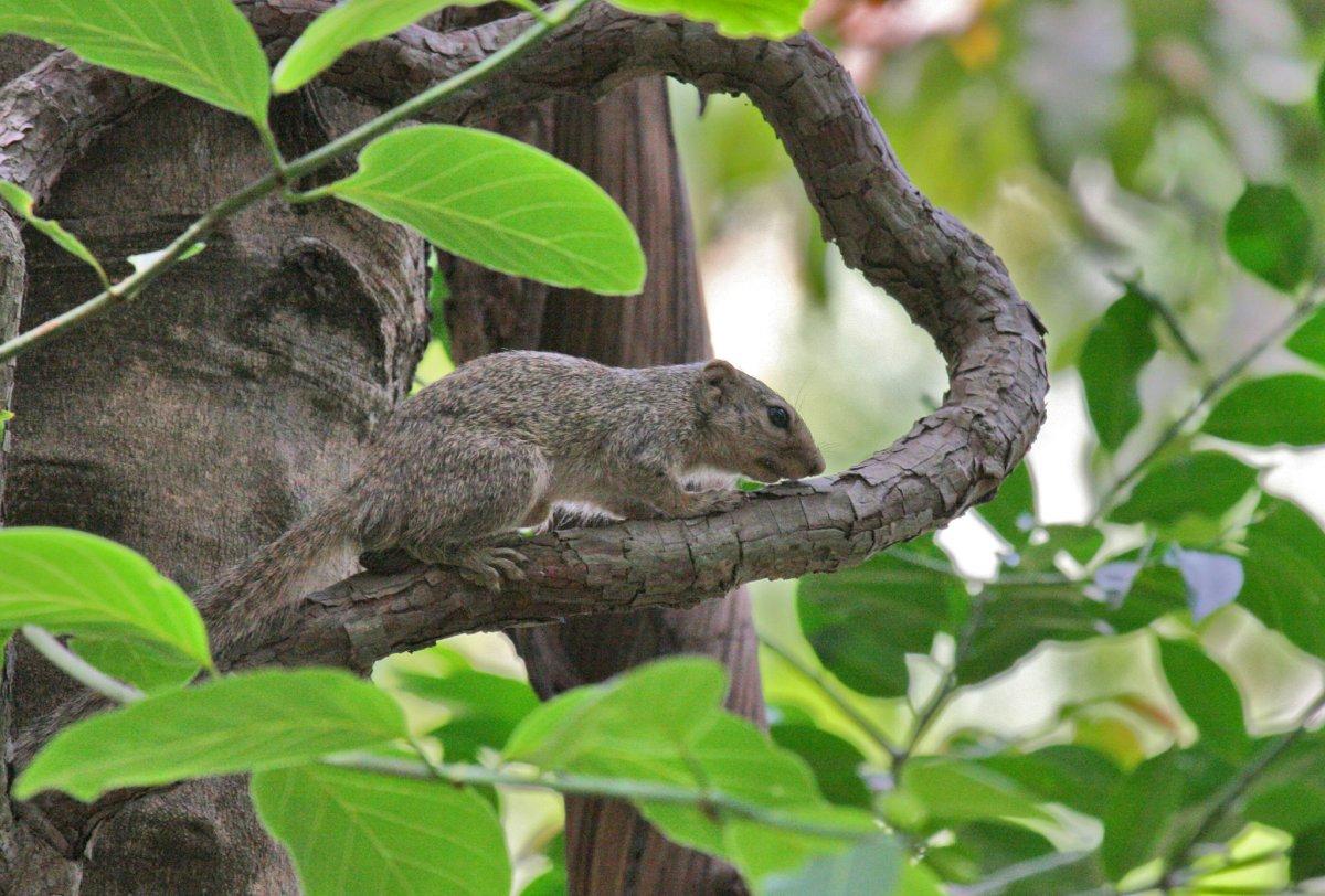 gambian sun squirrel on a tree branch
