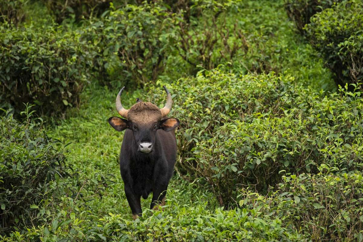 gaur is part of the wildlife in malaysia